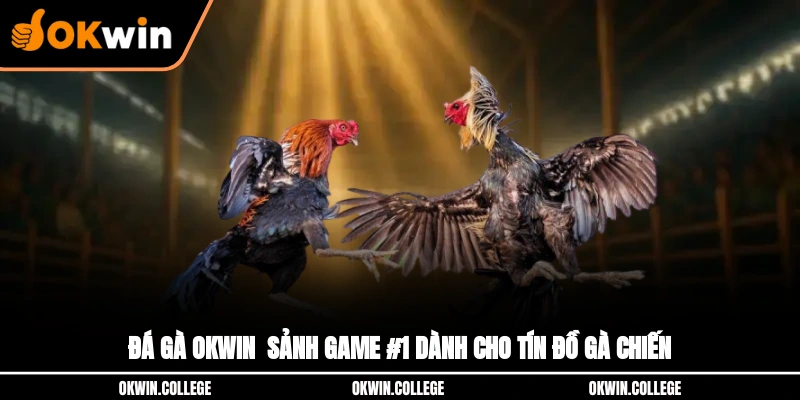 Đá Gà OKWIN - Sảnh Game #1 Dành Cho Tín Đồ Gà Chiến